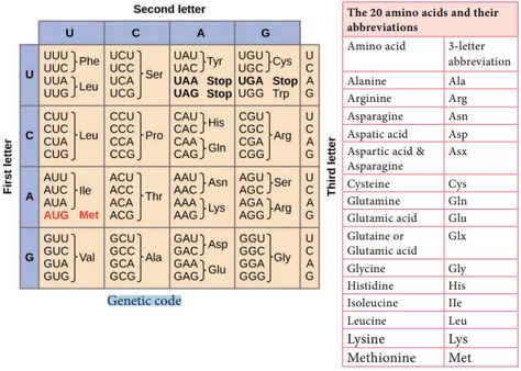 Microbial Genetic Code and its Features Genetic Code, Study Flashcards, Genetic Engineering, Nursing School Notes, Biology Notes, Microbiology, School Notes, Research Paper, Genetic