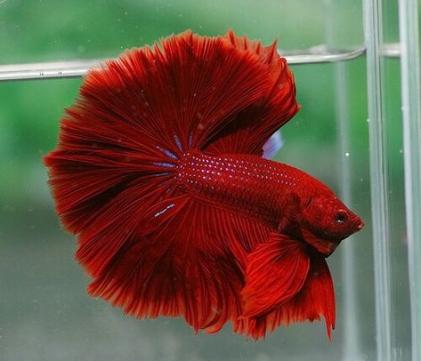 Red Hawk OHM male Half Moon Betta Fish, Betta Breeding, Archery Poses, Red Hawk, Fish Animal, Betta Aquarium, Pretty Fish, Betta Tank, Beta Fish