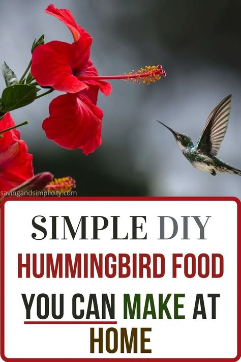 Attract hummingbirds to your yard with this simple and easy homemade hummingbird food recipe. This simple DIY recipe calls for two ingredients already in your pantry.  Discover the best hummingbird food recipe and how to care for your hummingbird feeders.  Do you know the perfect time of year place your feeders out?  Or what plants attract hummingbirds?  Click now to learn more. Hummingbird Food Diy, Diy Hummingbird Food, Hummingbird Feeder Recipe, Sugar Water For Hummingbirds, Hummingbird Food Recipe, Homemade Hummingbird Feeder, Homemade Hummingbird Food, Diy Hummingbird Feeder, Frugal Homemaking