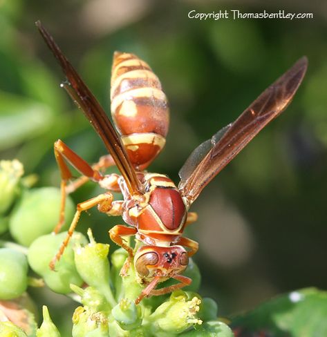 Bug Oc, The Bug Collector, Mythology Animals, Wasps And Hornets, Paper Wasp, Bees And Honey, The Bug, Arachnids, Wasp