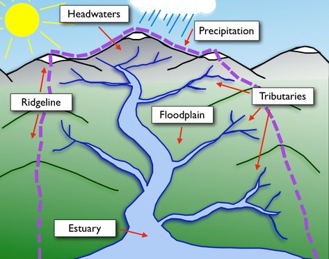 7th Grade Science, 4th Grade Science, Geography Lessons, 5th Grade Science, River Basin, Water Cycle, Environmental Education, School Garden, Outdoor Activities For Kids