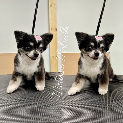 Long Hair Chihuahua Grooming Styles, Long Hair Chihuahua, Grooming Style, Long Haired Chihuahua, Dog Grooming, Chihuahua, Long Hair, Long Hair Styles, Dogs