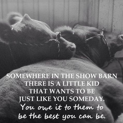 Sometimes it can make their day if you realize it's them and have a conversation with them. I did this at NWSS Showing Animals At The Fair, Show Cattle Quotes, Showing Cattle Quotes, 4h Quotes, Cows Quotes, Cattle Quotes, Cow Showing, Club Calf, Livestock Quotes