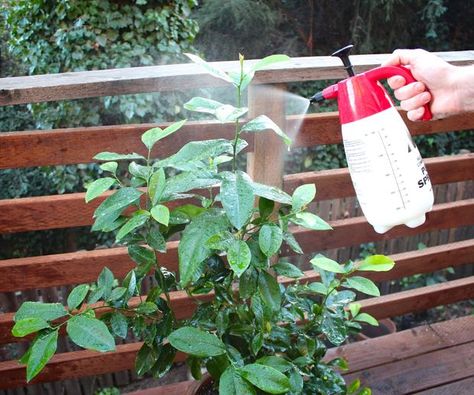 Organic Pesticide and Fungicide Spray Integrated Pest Management, Organic Pesticide, Flea Prevention, Diy Fence, Ideas Videos, Powdery Mildew, Garden Pests, Companion Planting, Pesticides