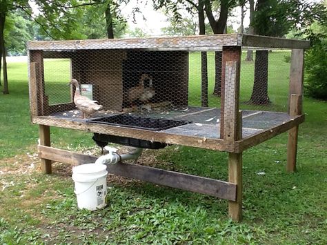 A new improved duck pen for our ducks. Goose Enclosure, Duck Pen Ideas, Chickens Animal, Duck House Diy, Duck Waterer, Duck Enclosure, Duck Pen, Duck Pens, Quail Coop