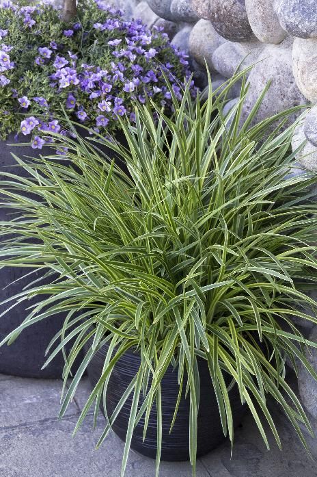 Liriope muscari 'Silvery Sunproof' Spike Liriope Plant, Lilac Highlights, Liriope Muscari, Shade Landscaping, Monrovia Plants, Edging Plants, Drought Tolerant Landscape, Flower Care, Flower Spike