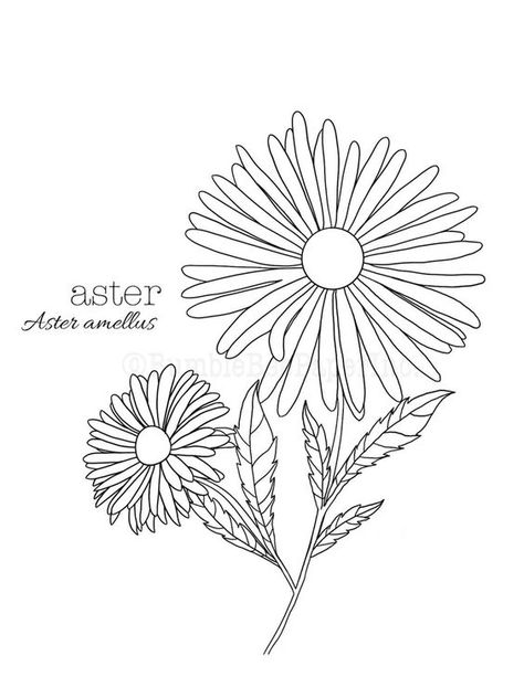 Aster aster Amellus Flower Coloring Page/wall Art - Etsy Coloring pages #coloringpages Coloring page #coloringpage Adult Coloring pages #adultcoloringpages Coloring pages adult #coloringpagesadult Coloring books #coloringbooks 1.553 Aster Flower Embroidery Pattern, Aster Flower Drawing Simple, Aster Drawing Simple, Aster Line Art, Aster Doodle, Aster Flower Outline, Astor Flower, Aster Flower Drawing, Asters Flower