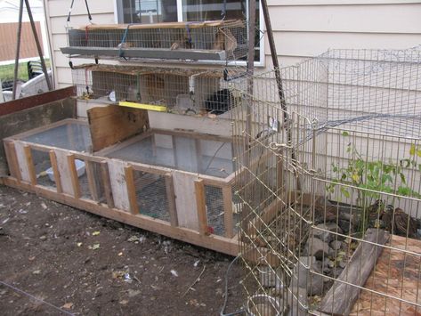 Quail Pens/Housing | Page 5 | BackYard Chickens - Learn How to Raise Chickens Quail Pen, Quail Coop, Pen Designs, How To Raise Chickens, Raising Rabbits, Raise Chickens, Lake Shore, Backyard Chickens, Pen Design