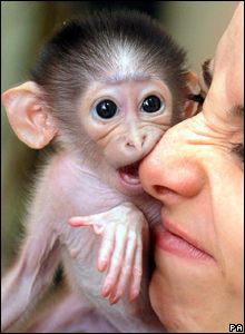 CBBC Newsround | Pictures | In pics: Rare cheeky monkey Capuchin Monkeys, Monkeys For Sale, Capuchin Monkey, Pet Monkey, Cute Monkey, Baby Monkey, Little Monkeys, Primates