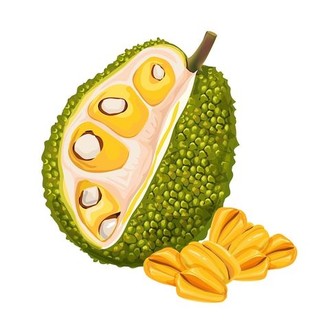 Jackfruit | Premium Vector #Freepik #vector #jackfruit #tropical-fruit #fruit-slice #exotic-fruits Jackfruit Illustration, Tropical Fruits Illustration, Jackfruit Drawing, Mango Packaging, Crocodile Cartoon, Fruit Background, Fruit Clipart, Fruit Fruit, Fruit Cartoon