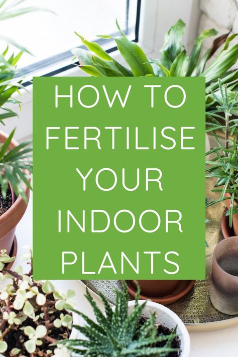 Fertiliser For Indoor Plants, Fertilizing Plants, Plant Parenting, Lemon Plant, Plant Tips, Plants Pots, Compost Tea, Plant Care Houseplant, Water Food