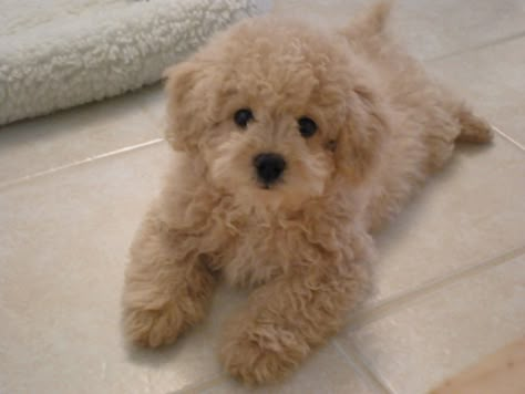 Lhasa Poo (Lhasa Apso-Poodle Mix) Info, Temperament, Puppies, Pictures Lhasa Poo, Teddy Bear Dog, Toy Poodles, Poodle Love, Boxer Puppy, Cute Doggies, Puppies And Kitties, Poodle Mix, Lhasa Apso