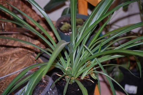 Chlorophytum comosum all green spider plant Spider Plant Care, Spider Plant Babies, Airplane Plant, Types Of Spiders, Green Spider, Low Light House Plants, Spider Plant, Inside Plants, Variegated Plants