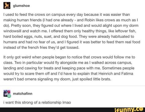 Crow Friend, A Silent Voice, College Student, What’s Going On, Funny Stories, Ravens, Tumblr Funny, Tumblr Posts, Writing Inspiration