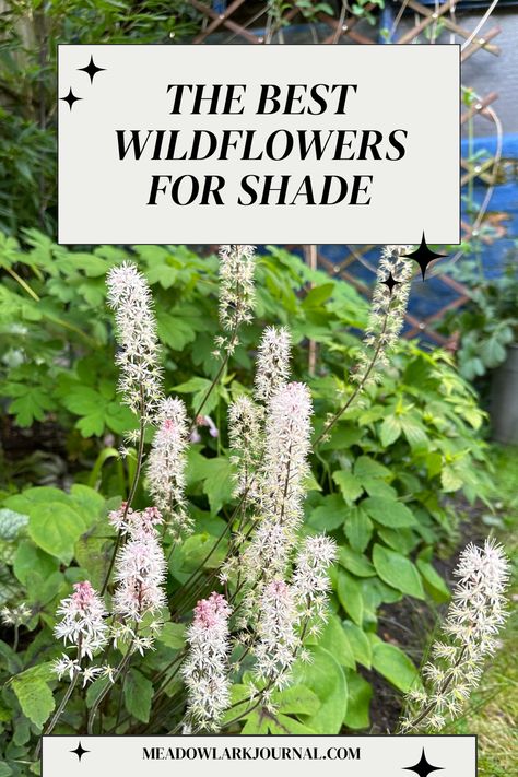 foamflower the best wildflowers for shade Wildflowers For Shade, Shade Meadow Garden, Native Shade Garden, Shade Wildflowers, Perennial Garden Design, Purple Spring Flowers, Spring Flowering Trees, Evergreen Ferns, Front Landscape