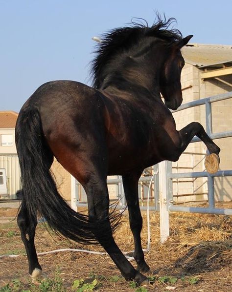 Horse Pawing The Ground, Horse Poses Reference, Horse Reference Photos, Horses Reference, Horse Poses, Horse Reference, Escape Artist, Horse Photo, Rasy Koni