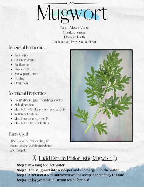 Motherwort Witchcraft, How To Use Mugwort, Blessed Thistle Magical Properties, Daisy Magical Properties, Mullein Magical Properties, Spearmint Magical Properties, Mugwort Tea Benefits, Coltsfoot Magical Properties, Mugwort Magical Properties