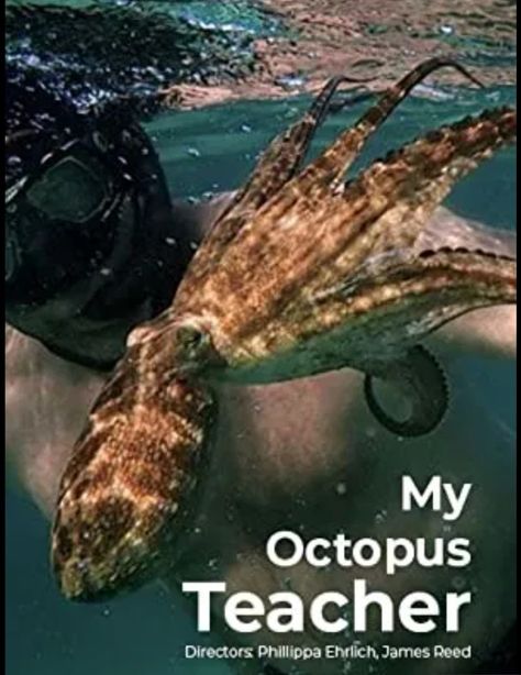 Classy Movies, My Octopus Teacher, Teacher Poster, Kelp Forest, Rami Malek, 2020 Movies, Free Diving, Matt Damon, Oceans Of The World