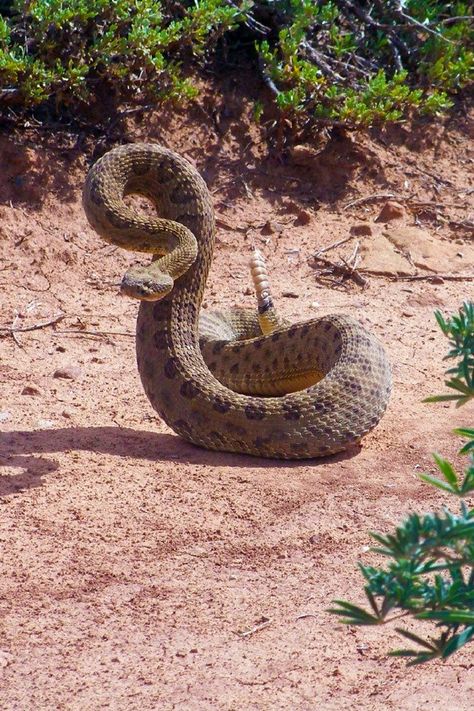 Rattlesnake Bites, North American Animals, Types Of Snake, Reptile House, Snake Venom, Snake Art, Facts For Kids, Wallpaper Nature, Dog Safety