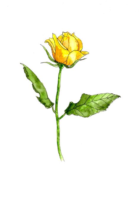 Yellow Rose Drawing Simple, Simple Yellow Rose Tattoo, Yellow Roses Drawing, Yellow Roses Watercolor, Yellow Rose Drawing, Watercolor Studies, Rose Drawing Simple, Yellow Rose Bouquet, Rose Tat