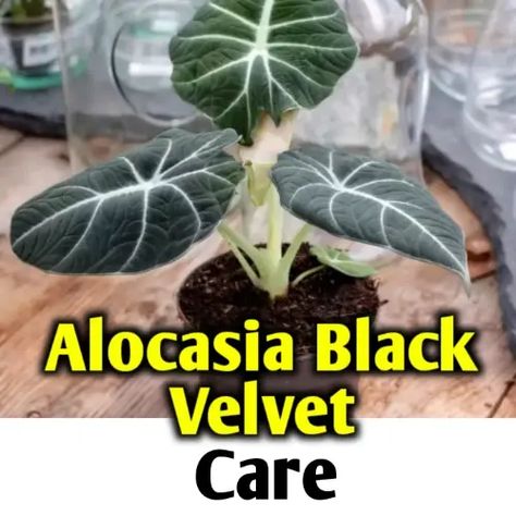 If you are searching for a dwarf elegant variety of alocasia, then you may think about alocasia reginula or black velvet at first. The combination of shining Plant Watering Schedule, Alocasia Reginula, Plant Leaves Turning Brown, Peace Lily Care, Alocasia Black Velvet, Lily Care, Sansevieria Plant, Gardening Projects, Plant Watering