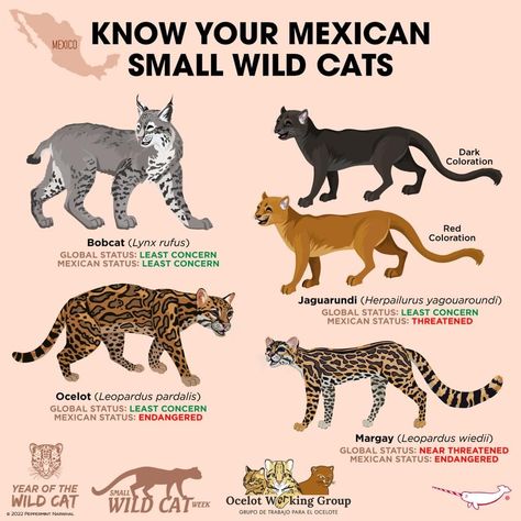 Types Of Big Cats, Spirit Animals Book, Animal Knowledge, Animal Types, Wild Cat Species, Creature Reference, Animal Infographic, Pig Breeds, Small Wild Cats