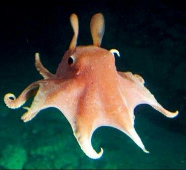 Octopus Photos, Dumbo Octopus, Underwater Sea, Octopus Tattoo, Beautiful Sea Creatures, Roatan, Underwater Creatures, Aquatic Animals, Marine Animals