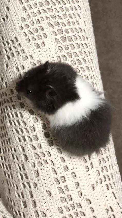 Long Hair Hamster, Fancy Bear Hamster, Long Haired Syrian Hamster, Hamster Bear, Black Hamster, 2 Hamsters, Long Haired Hamster, Siberian Hamster, Teddy Hamster