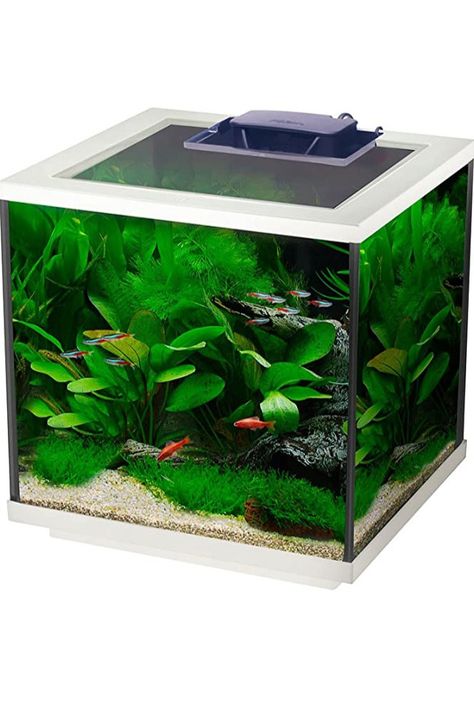 🐟 Bring a dash of colour and style to your home with this little gem of an aquarium. A perfect choice for fishkeepers who are limited on space or want a second aquarium. AquaCube is quiet, secure and ideal for anyone looking for an easy maintenance set up The Easy Care Filter included with this aquarium keeps water healthy and clear with its 4 stage filtration process. Ideal for use as a coldwater or tropical aquarium #fishtank #smallfishtanks #kidsfishtanks #childrensaquarium #cubefishtank Small Heater, Glass Fish Tanks, Aquarium Heater, Make Money On Amazon, Glass Aquarium, Tropical Aquarium, Indoor Pets, Small Tank, Tanked Aquariums