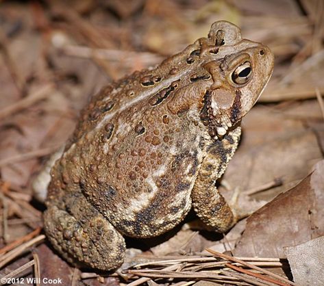 American Toads (Bufo Americanus) breed in early spring after a good rain. Source: carolinanature.com. American Toad, Common Toad, Pet Frog, Poison Frog, Pet Frogs, Dolphin Fish, Frog Pins, Art Chinois, Dart Frog