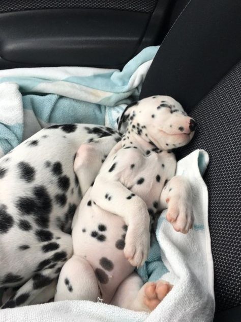 Dalmatian Puppies, Puppy Sleeping, Dalmatian Puppy, That Feeling, Fluffy Animals, Cute Dogs And Puppies, Fall Asleep, Cute Creatures, Baby Dogs