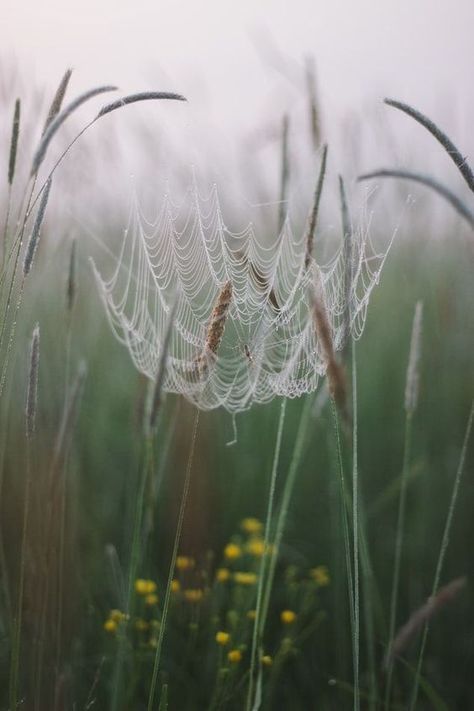 Forest Drawing, White Dandelion, Faeries Gardens, Spider Art, Spider Webs, Painting Inspo, Thread Painting, World Photography, Cool Pictures Of Nature