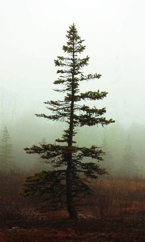 Lone Tree Painting, Lone Pine Tree, Lodge Pole Pine Tree, Evergreen Tree Aesthetic, Evergreen Trees Aesthetic, Shore Pine Tree, Pine Tree Sapling, Cedar Tree Painting, Lodgepole Pine Tree