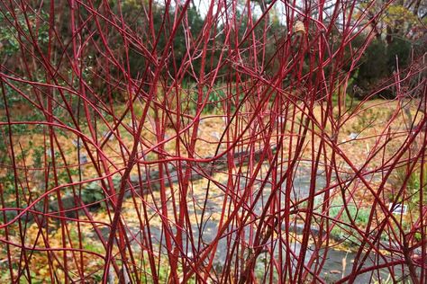 Shrubs With White Flowers, Cornus Sericea, Yellow Twig Dogwood, Dogwood Shrub, Red Osier Dogwood, White Flowering Shrubs, Hedge Trees, Drought Tolerant Shrubs, Red Twig Dogwood