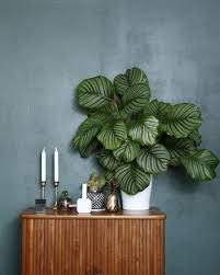 City Living Apartment, Tillandsia Usneoides, Big Indoor Plants, Calathea Orbifolia, Nordic Interiors, Calathea Plant, Trendy Plants, Floating Plants, Blue Plants