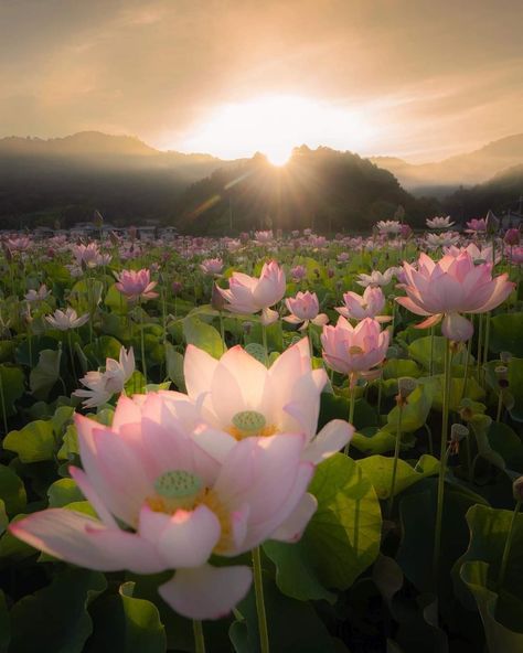 Lotus Core Aesthetic, Lotus Flower Aesthetic, Lotus Flower Widget, Lotus Flower Aesthetic Dark, Lotus Field, Lotus Pond Aesthetic, Sacred Lotus, Lucky Symbols, 2024 Goals