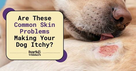 Are These Common Skin Problems Making Your Dog Itchy? Addisons Disease, Krill Oil, Skin Condition, Dog Allergies, Skin Disorders, Flaky Skin, Itchy Skin, Natural Treatments, Dog Health