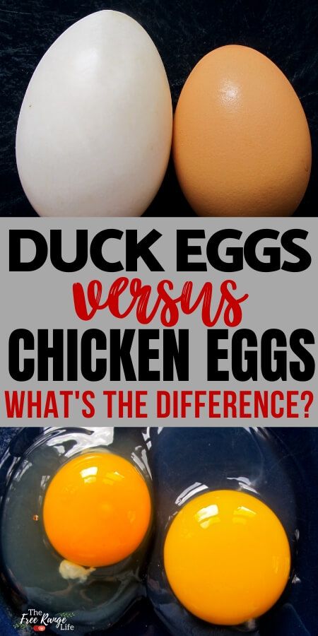 Everyone has had chicken eggs, but what about duck eggs? Find out the real difference when it comes to duck eggs vs chicken eggs.... Ducks Vs Chickens, Peking Duck Recipe, Fairy Egg, Backyard Ducks, Raising Ducks, Peking Duck, Duck Eggs, Backyard Poultry, Dating Divas