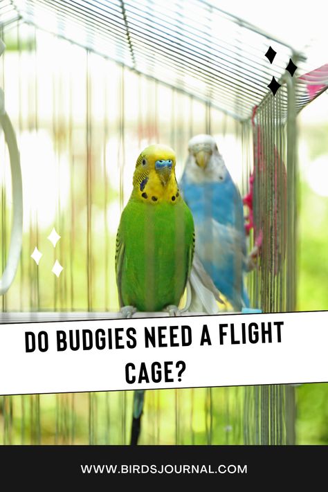 Do Budgies Need a Flight Cage? Parakeet Bird Cage Ideas, Conure Cage Setup, Indoor Aviary, Budgie Care, Bird Cage Ideas, List Icon, Budgie Cage, Flight Cage, Parakeet Cage