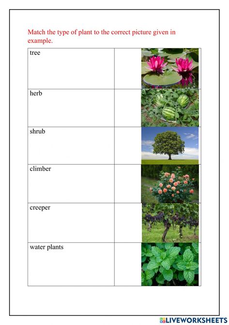 Types Of Plants Worksheet, Classifying Plants, Personal Pronoun, Alphabet Writing Worksheets, Plants Worksheets, Character Worksheets, Planting For Kids, Math Practice Worksheets, Plant Activities