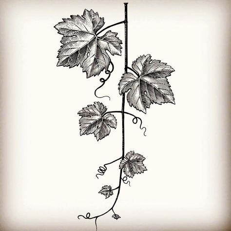 Grape Leaf Drawing, Grapevine Drawing, Grape Vine Drawing, Grapevine Tattoo, Vine Logo, Plants Tattoo, Etching Art, Steven Noble, Wine Leaves