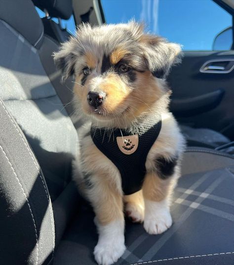 Silly Animal Pictures, Cattle Dog Puppy, Cutee Animals, Super Cute Dogs, Cute Dogs Images, Very Cute Puppies, Aussie Puppies, Mini Aussie, Super Cute Puppies