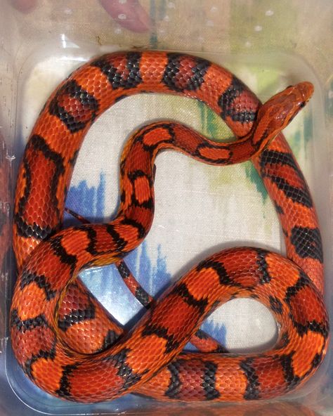 Capone my male Okeetee corn snake as a 2yr old adult. Cornsnake Morphs, Okeetee Corn Snake, Snake Breeds, Snakes For Sale, Corn Snakes, Pet Snakes, Snake Turtle, Cool Snakes, Rat Snake