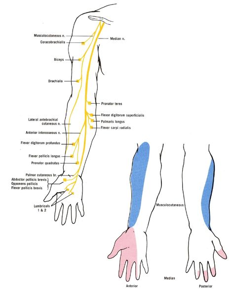 Diagram of the muscular and cutaneous branches of the musculocutaneous and median nerves. The smaller drawing shows the approximate areas of cutaneous innervation. Hand Diagram Anatomy, Nerve Diagram, Musculocutaneous Nerve, Anatomy Terminology, Upper Limb Anatomy, Muscular System Anatomy, Nerve Anatomy, Radial Nerve, Massage Marketing