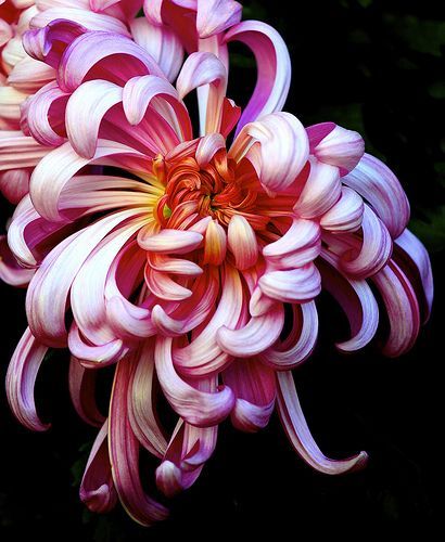 Chrysanthemum Flower, Exotic Flowers, Flower Beauty, Flowers Nature, Flower Photos, Beautiful Blooms, Clematis, Chrysanthemum, Plant Life