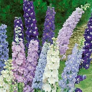 Aucuba Japonica, Magic Fountain, Larkspur Flower, Gladioli, Seed Packaging, Seed Pack, Purple Garden, Planter Pots Outdoor, Flower Spike