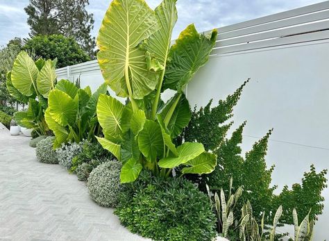 Lush Layers & textures of... - Exotic Nurseries & Landscaping | Facebook Front Walkway Plants, Bali Plants, Tropical Planting, Succulent Garden Landscape, Colorful Flower Beds, Ficus Pumila, Australia Landscape, Screen Plants, Miss Muffet