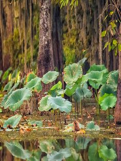 Swamp Plants, Stylized Environment, Swamp Creature, Louisiana Swamp, Plant Bugs, Growing Veggies, Plant Photography, Fish Ponds, Plant Mom