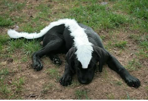 Black lab costume Dog Costumes Black Dogs, Lab Puppy Halloween Costume, Black Lab Halloween Costumes Dogs, Black Poodle Halloween Costume, Dog Halloween Costumes Black Lab, Dog Costumes For Black Dogs, Black Lab Costumes, Chocolate Lab Halloween Costume Ideas, Chocolate Lab Costume