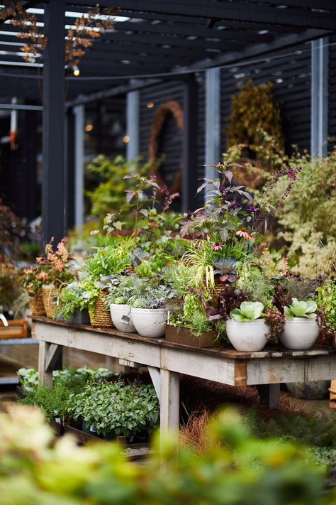 Philadelphia Story: Terrain’s New Shop on the Main Line Storefront Planter Ideas, Cafe Light Planters, Plant Shop Exterior, Houseplant Shop Display, Farm Shop Plant Display, Garden Center Displays, Summer Planter, Video Garden, Container Garden Design